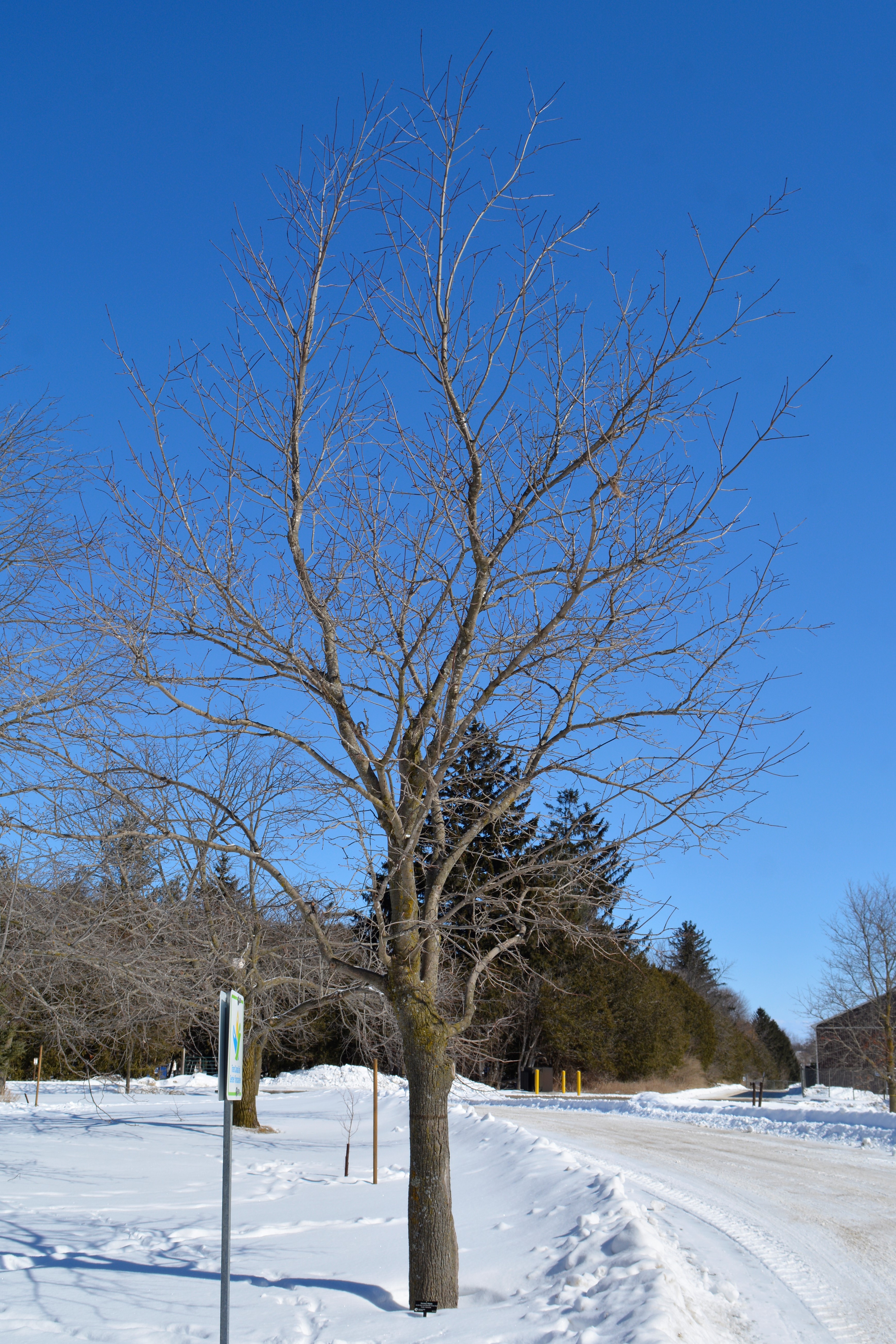 Norway_Maple