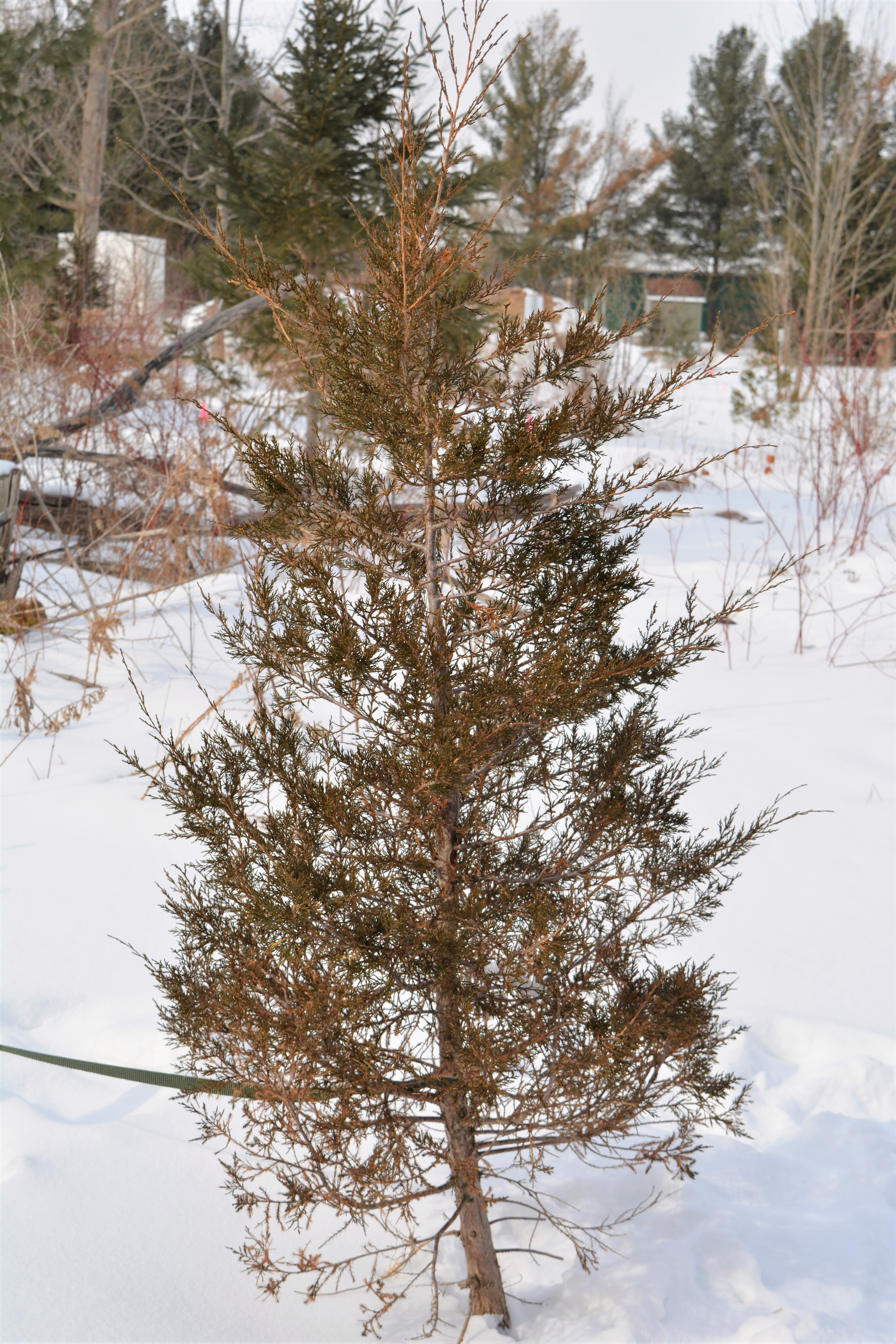 Eastern_Redcedar