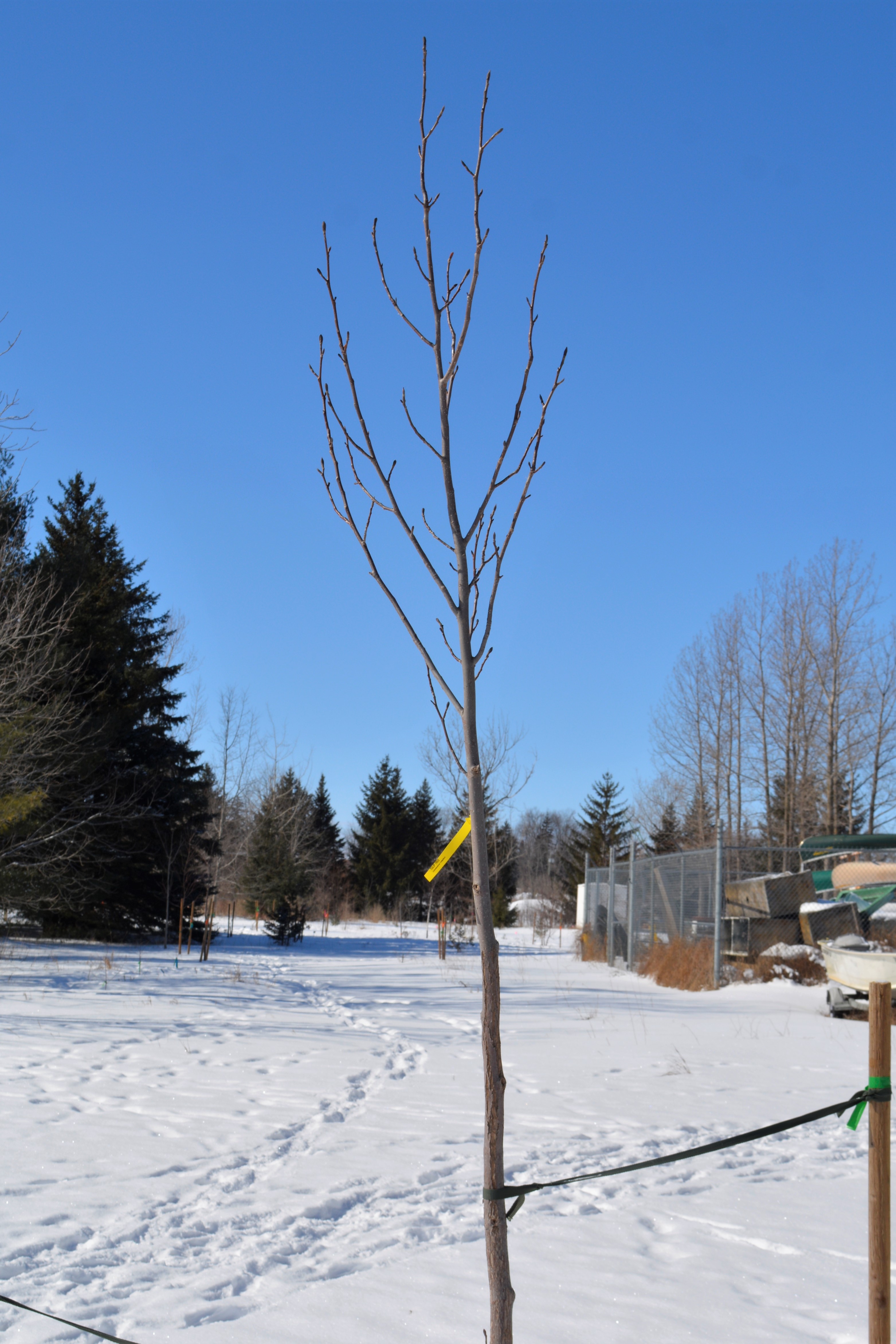 Tulip_Tree