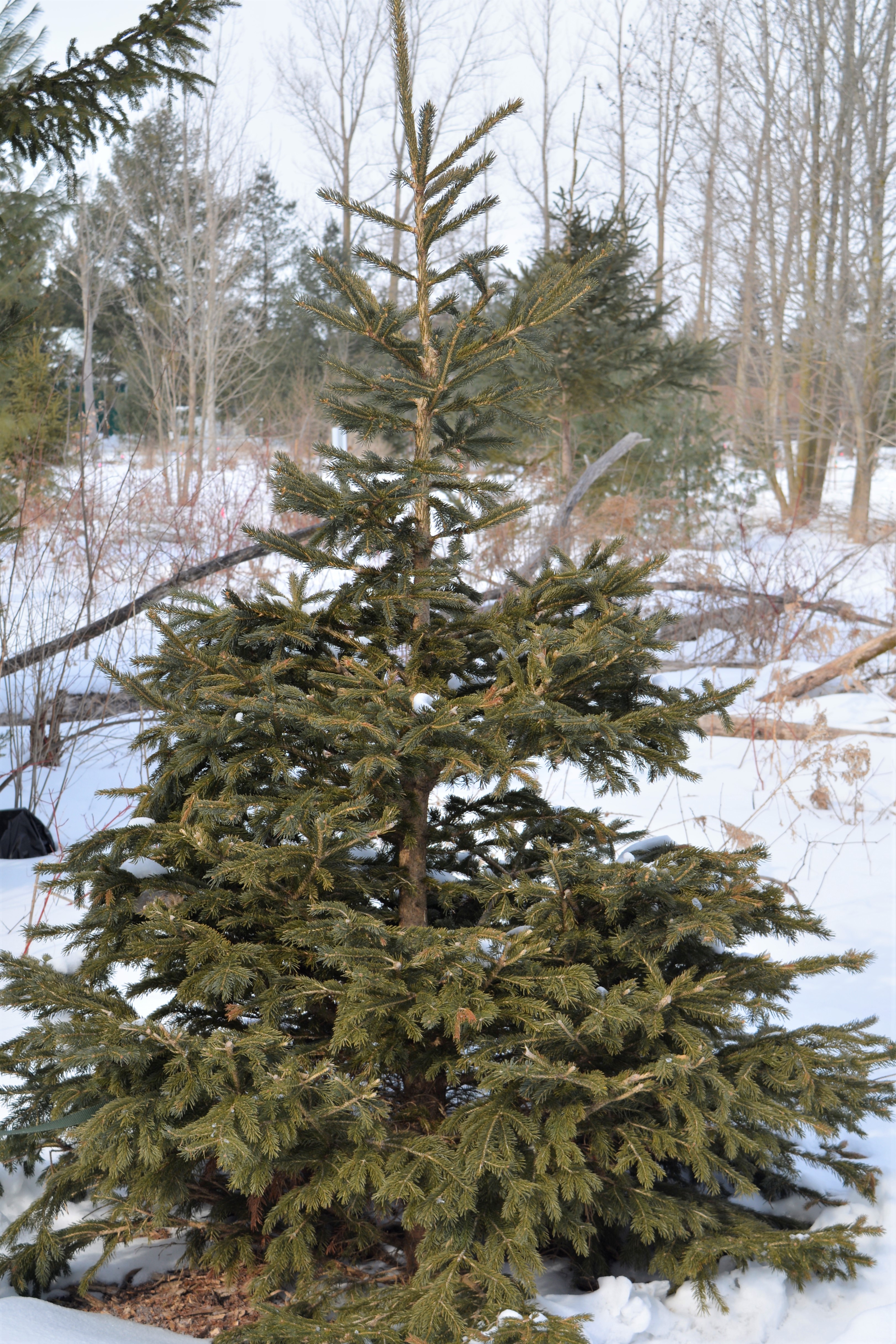 White_Spruce