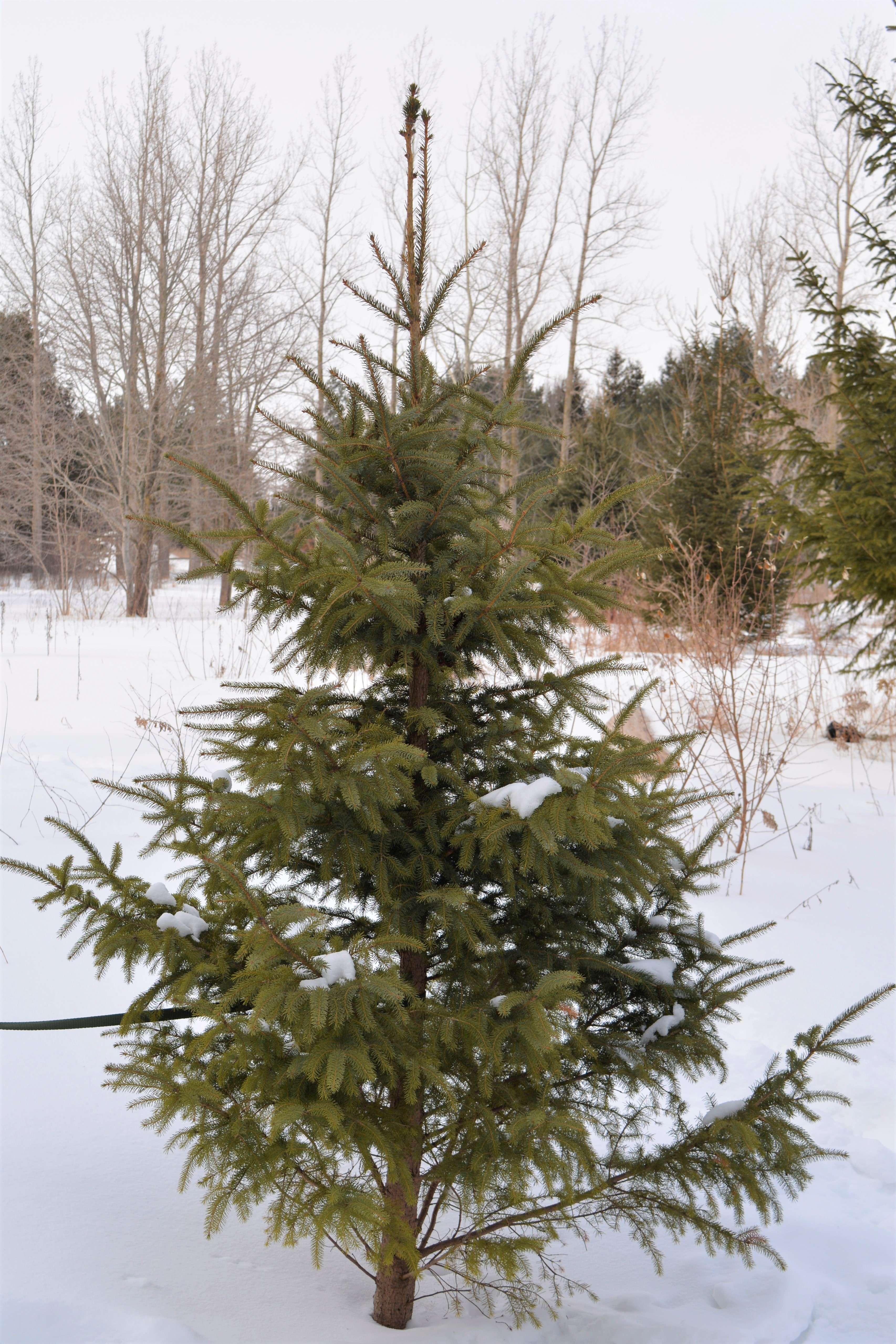 Black_Spruce